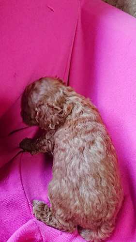 トイプードルの子犬　ブリーダー 子犬専門　AngelWan 横浜