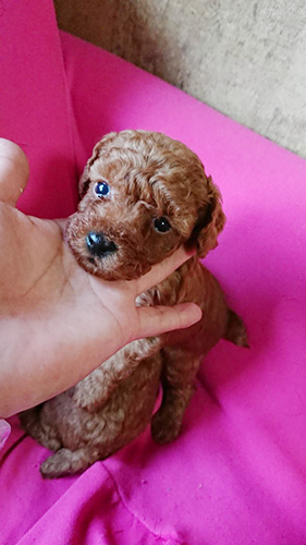 トイプードルの子犬　ブリーダー 子犬専門　AngelWan 横浜