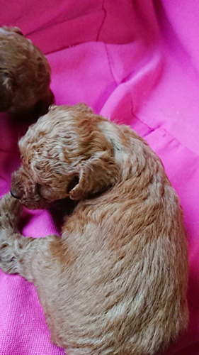 トイプードルの子犬　ブリーダー 子犬専門　AngelWan 横浜