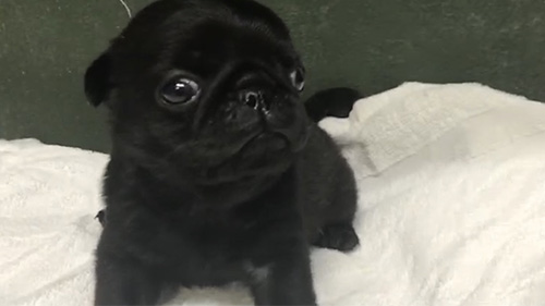 パグの子犬　ブリーダー 子犬専門　AngelWan 横浜