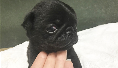 パグの子犬　ブリーダー 子犬専門　AngelWan 横浜