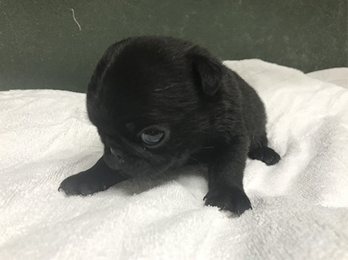 パグの子犬　ブリーダー 子犬専門　AngelWan 横浜