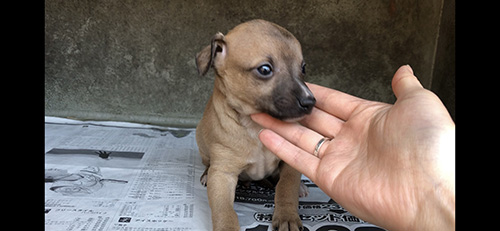 イタリアングレーハウンドの子犬　ブリーダー 子犬専門　AngelWan 横浜