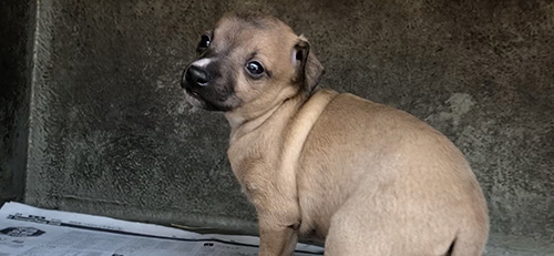 イタリアングレーハウンドの子犬　ブリーダー 子犬専門　AngelWan 横浜