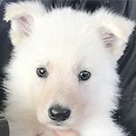 ホワイトシェパードの子犬　ブリーダー 子犬専門　AngelWan 横浜