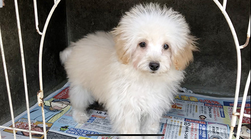 トイプードルの子犬 ブリーダー 子犬専門 AngelWan 横浜