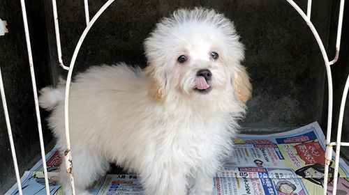 トイプードルの子犬 ブリーダー 子犬専門 AngelWan 横浜