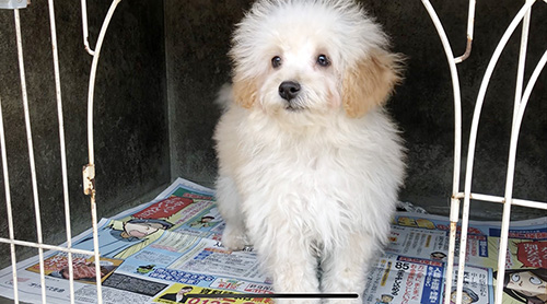 トイプードルの子犬 ブリーダー 子犬専門 AngelWan 横浜