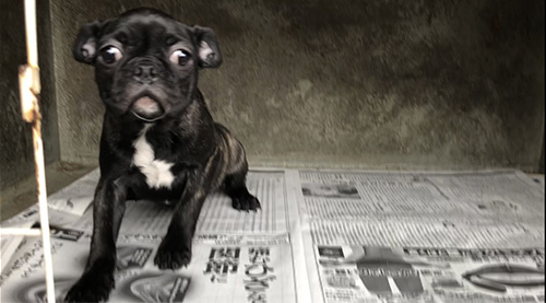 ミックスの子犬 ブリーダー 子犬専門 AngelWan 横浜