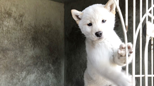 柴犬の子犬　ブリーダー 子犬専門　AngelWan 横浜