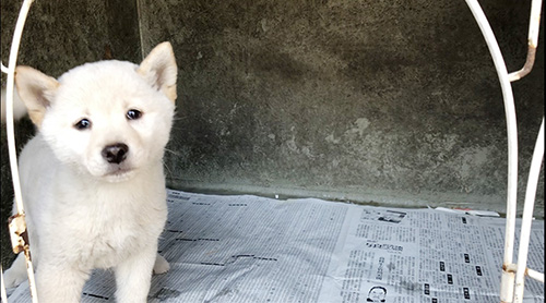 柴犬の子犬　ブリーダー 子犬専門　AngelWan 横浜