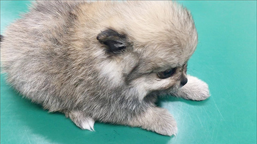 ミックスの子犬　ブリーダー 子犬専門　AngelWan 横浜