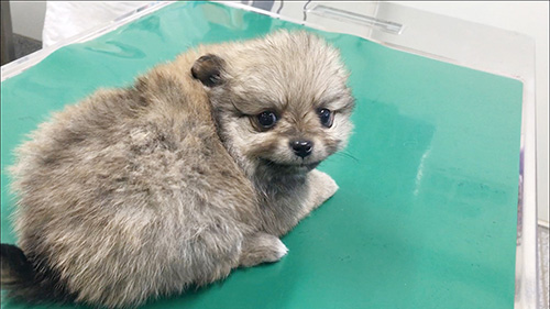 ミックスの子犬　ブリーダー 子犬専門　AngelWan 横浜