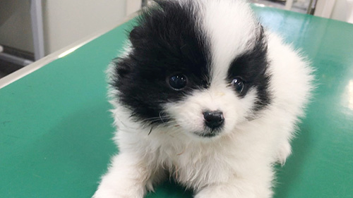 ミックスの子犬　ブリーダー 子犬専門　AngelWan 横浜