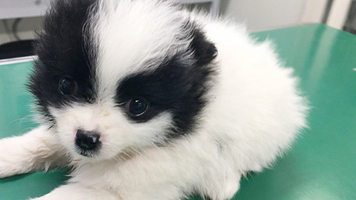 ミックスの子犬　ブリーダー 子犬専門　AngelWan 横浜