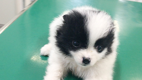 ミックスの子犬　ブリーダー 子犬専門　AngelWan 横浜