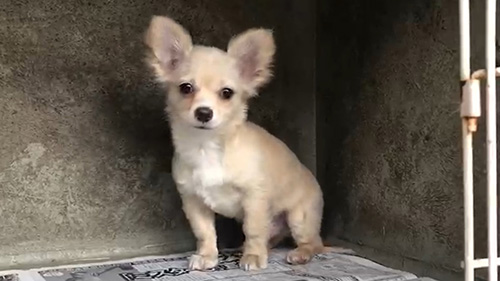 チワワの子犬　ブリーダー 子犬専門　AngelWan 横浜