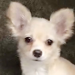 チワワの子犬　ブリーダー 子犬専門　AngelWan 横浜
