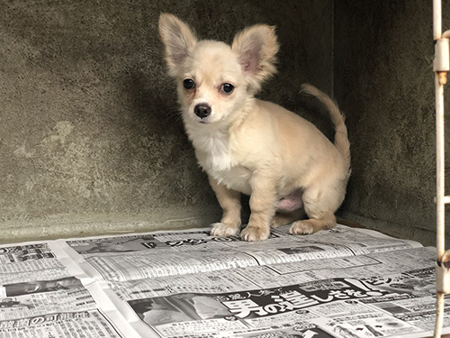 チワワの子犬　ブリーダー 子犬専門　AngelWan 横浜