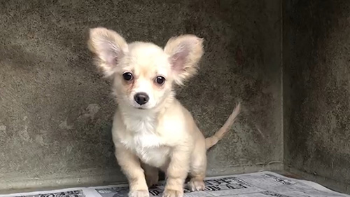 チワワの子犬　ブリーダー 子犬専門　AngelWan 横浜