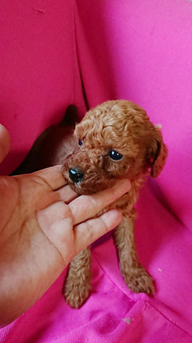 トイプードルの子犬　ブリーダー 子犬専門　AngelWan 横浜
