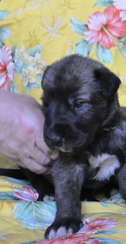 アイリッシュウルフハウンドの子犬　ブリーダー 子犬専門　AngelWan 横浜