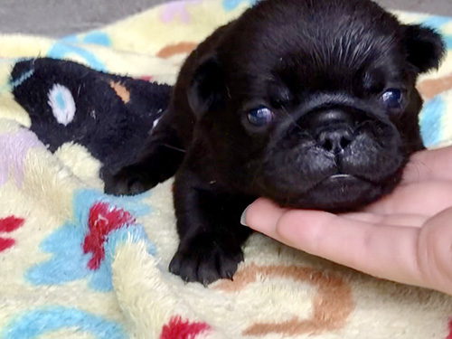 パグの子犬　ブリーダー 子犬専門　AngelWan 横浜
