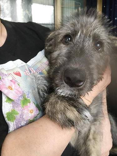 アイリッシュウルフハウンドの子犬 ブリーダー 子犬専門 AngelWan 横浜