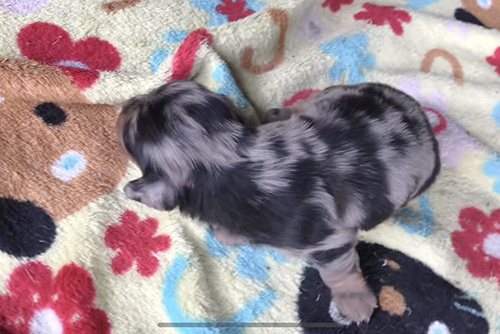 ミニチュアダックスフンドの子犬　ブリーダー 子犬専門　AngelWan 横浜