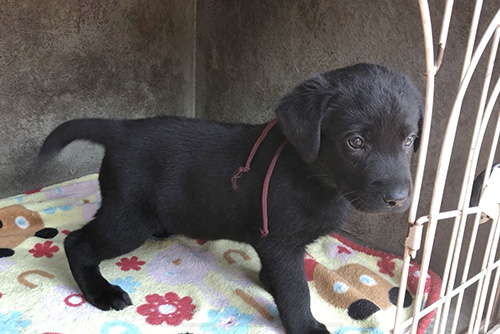 ラブラドールレトリバーの子犬　ブリーダー 子犬専門　AngelWan 横浜