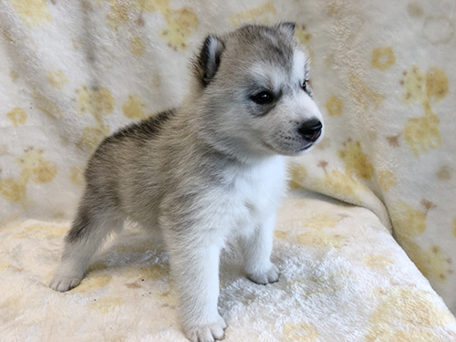 シベリアンハスキーの子犬　ブリーダー 子犬専門　AngelWan 横浜