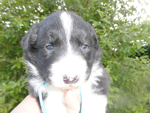 ボーダーコリーの子犬 ブリーダー 子犬専門 AngelWan 横浜