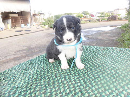 ボーダーコリーの子犬　ブリーダー 子犬専門　AngelWan 横浜