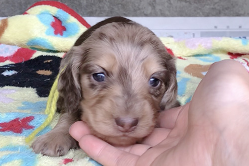 ミニチュアダックスフンドの子犬 ブリーダー 子犬専門 AngelWan 横浜