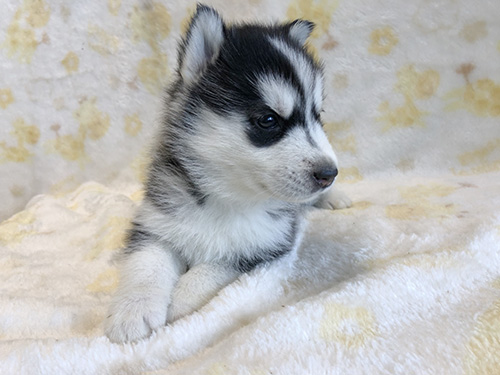 シベリアンハスキーの子犬　ブリーダー 子犬専門　AngelWan 横浜