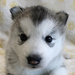 シベリアンハスキーの子犬　ブリーダー 子犬専門　AngelWan 横浜
