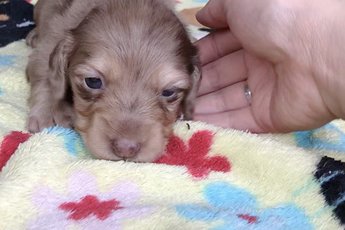 ミニチュアダックスフンドの子犬　ブリーダー 子犬専門　AngelWan 横浜