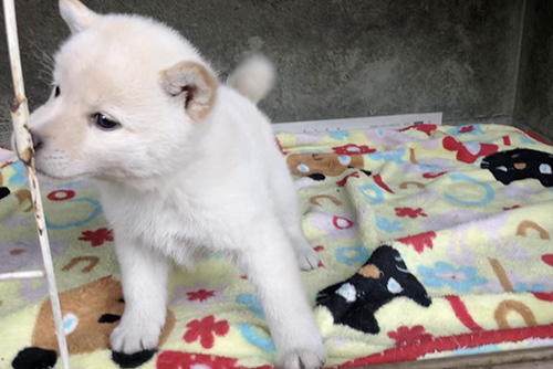 柴犬の子犬　ブリーダー 子犬専門　AngelWan 横浜