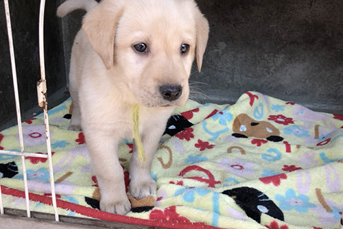 ラブラドールレトリバーの子犬 ブリーダー 子犬専門 AngelWan 横浜
