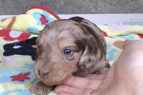 ミニチュアダックスフンドの子犬 ブリーダー 子犬専門 AngelWan 横浜