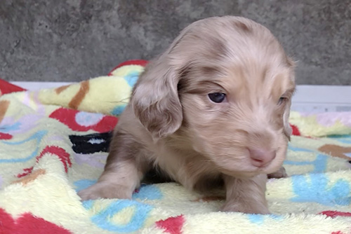 ミニチュアダックスフンドの子犬　ブリーダー 子犬専門　AngelWan 横浜