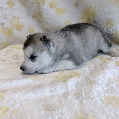 シベリアンハスキーの子犬　ブリーダー 子犬専門　AngelWan 横浜