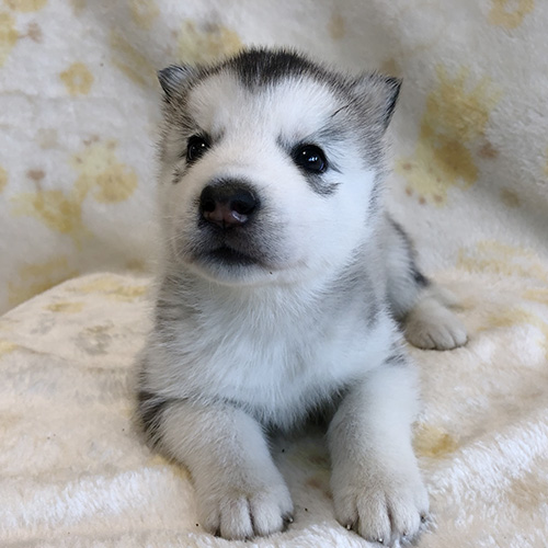 シベリアンハスキーの子犬　ブリーダー 子犬専門　AngelWan 横浜