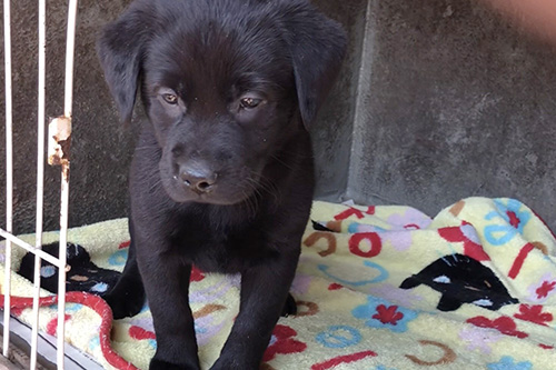 ラブラドールレトリバーの子犬　ブリーダー 子犬専門　AngelWan 横浜