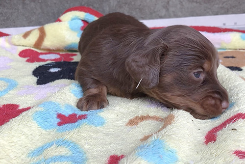 ミニチュアダックスフンドの子犬　ブリーダー 子犬専門　AngelWan 横浜