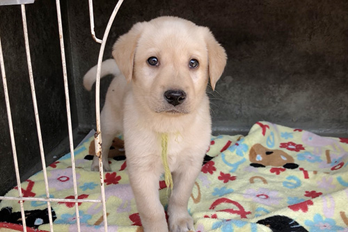 ラブラドールレトリバーの子犬 ブリーダー 子犬専門 AngelWan 横浜