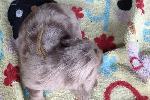 ミニチュアダックスフンドの子犬　ブリーダー 子犬専門　AngelWan 横浜