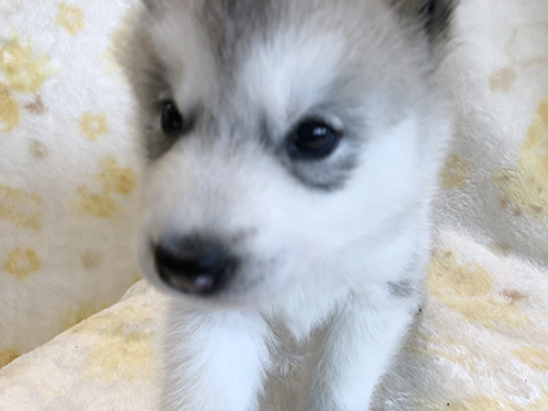 シベリアンハスキーの子犬　ブリーダー 子犬専門　AngelWan 横浜
