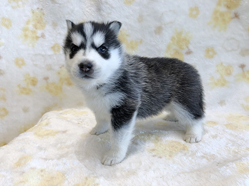 シベリアンハスキーの子犬　ブリーダー 子犬専門　AngelWan 横浜