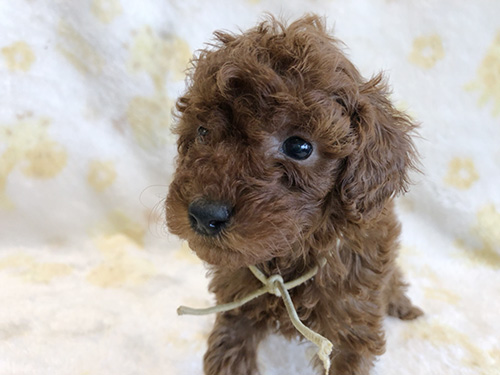 トイプードルの子犬 ブリーダー 子犬専門 AngelWan 横浜